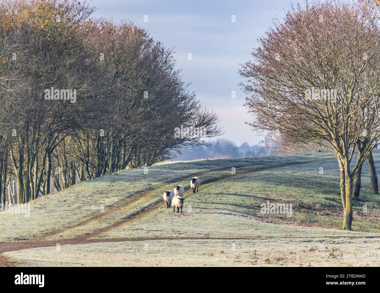 Schafe, die an einem kalten, frostigen Morgen zwischen Bäumen wandern, in den Washlands, Northampton, England, Großbritannien, Stockfoto
