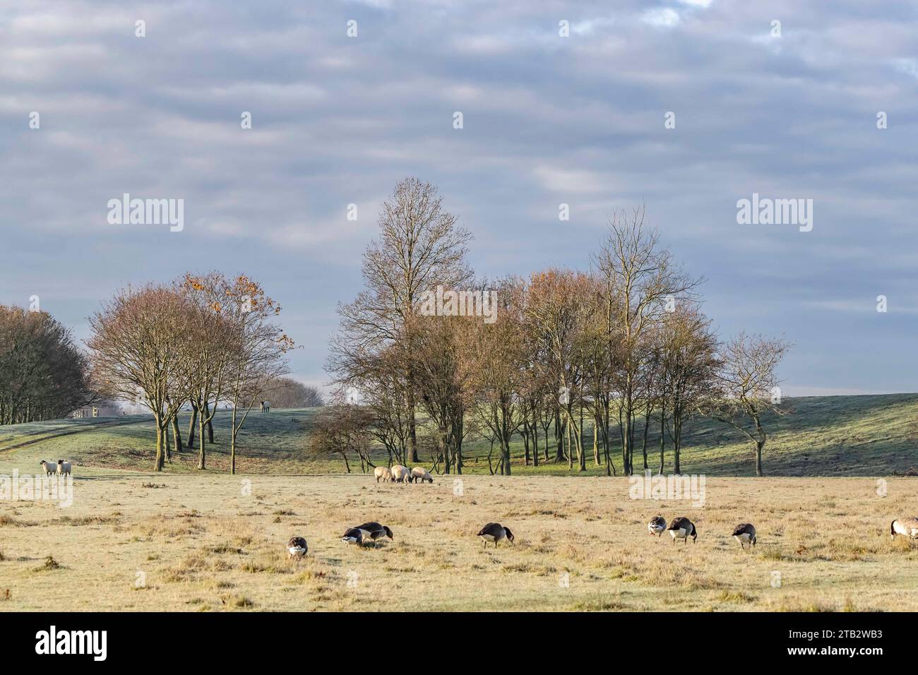 Schafe und Kanadiengänse wandern an einem kalten, frostigen Morgen in den Washlands, Northampton, England, Großbritannien, Stockfoto