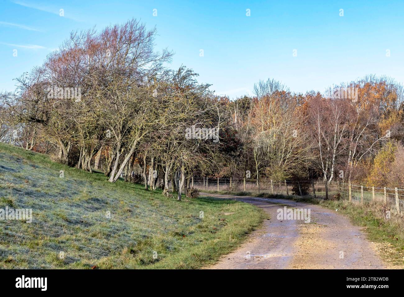 Gewundene Strecke durch Bäume auf den Washlands, Northampton, England, Großbritannien. Stockfoto