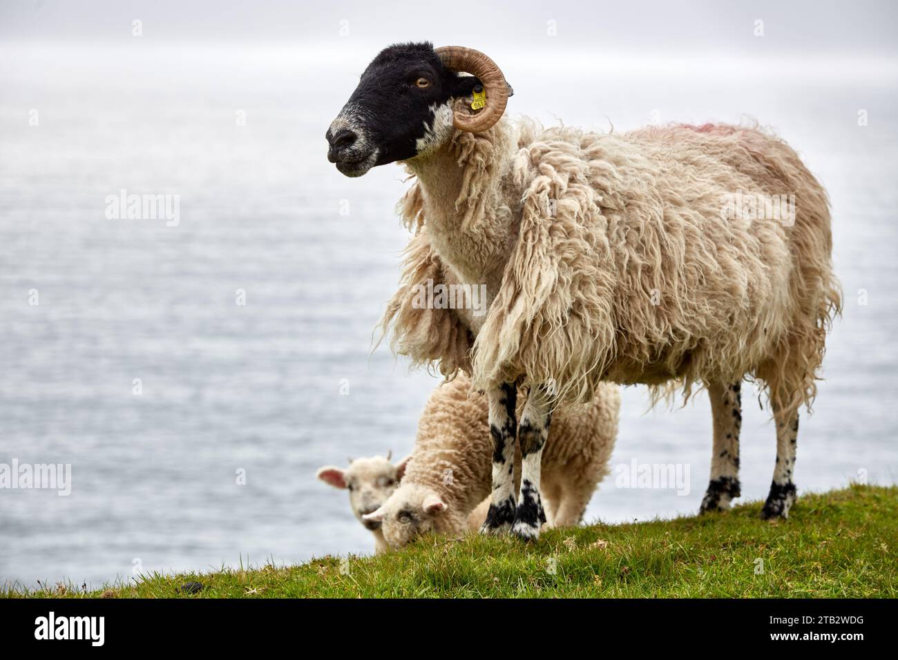 Schwarze Suffolk-Schafe am Meer mit Lämmern Stockfoto
