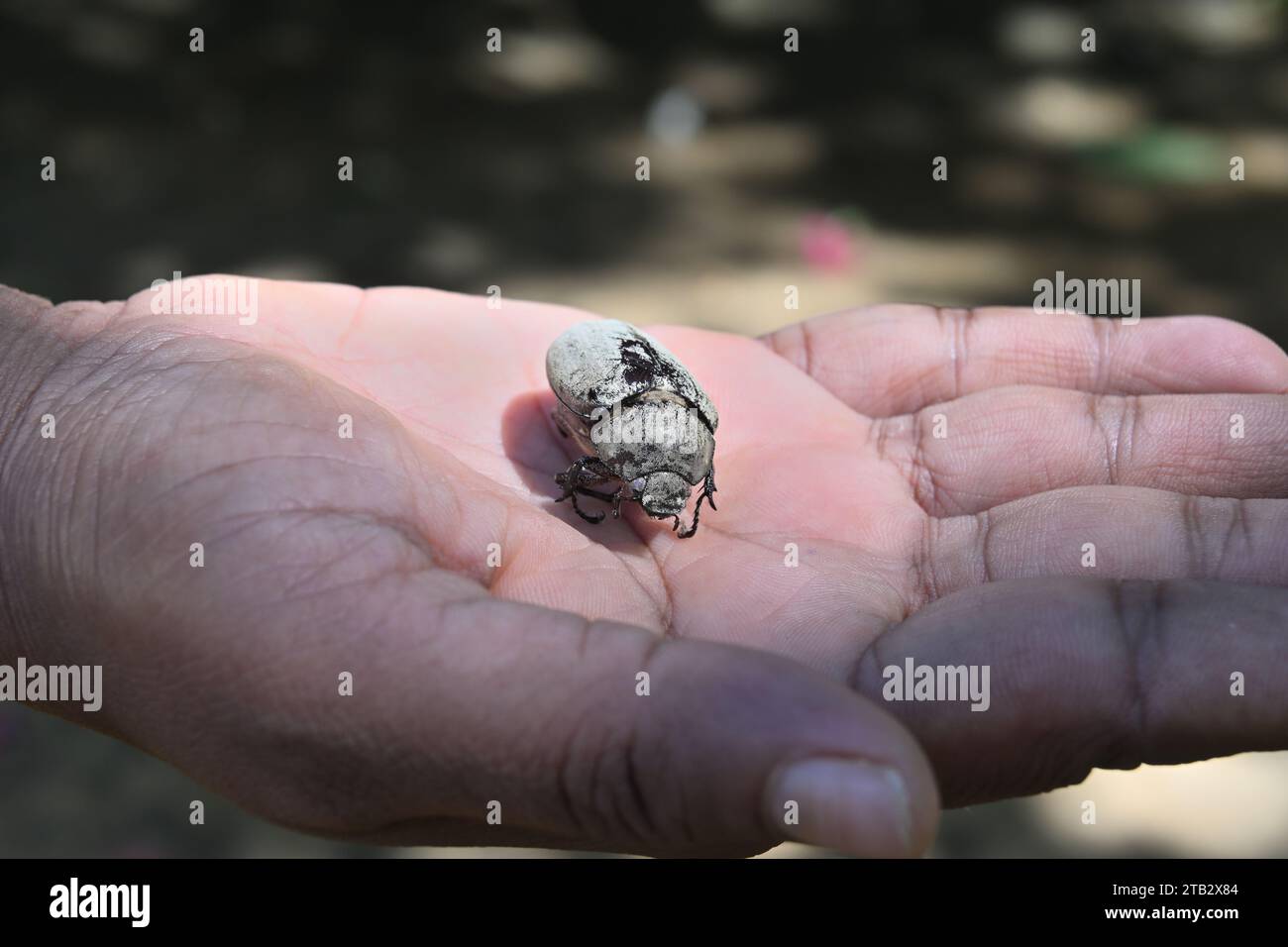 Ein toter, leerer Körper eines Kokosnusskäfers auf einer Handfläche einer Frau. Dieser Käfer in einer Geste auf der Palme und ist allgemein als Asiat bekannt Stockfoto