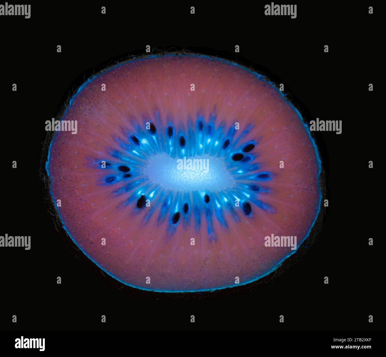 Kiwifrucht (Actinidia deliciosa) fluoreszierend im UV-Licht Stockfoto