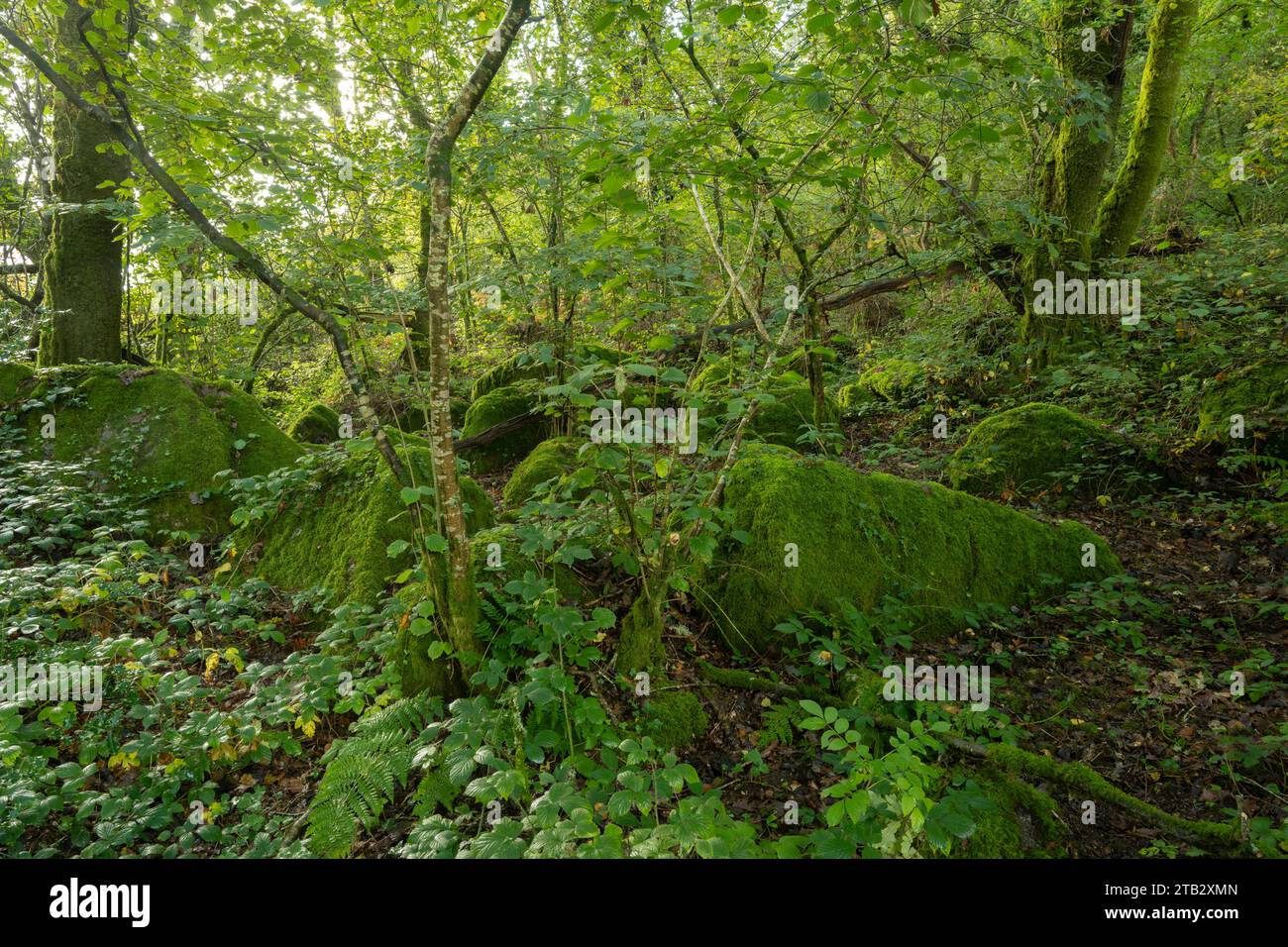 Lustleigh Cleave, Dartmoor, Devon, Großbritannien. Gemäßigter Regenwald. Stockfoto