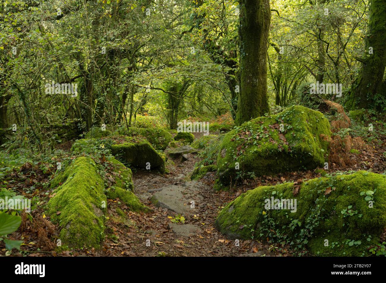 Lustleigh Cleave, Dartmoor, Devon, Großbritannien. Gemäßigter Regenwald. Stockfoto