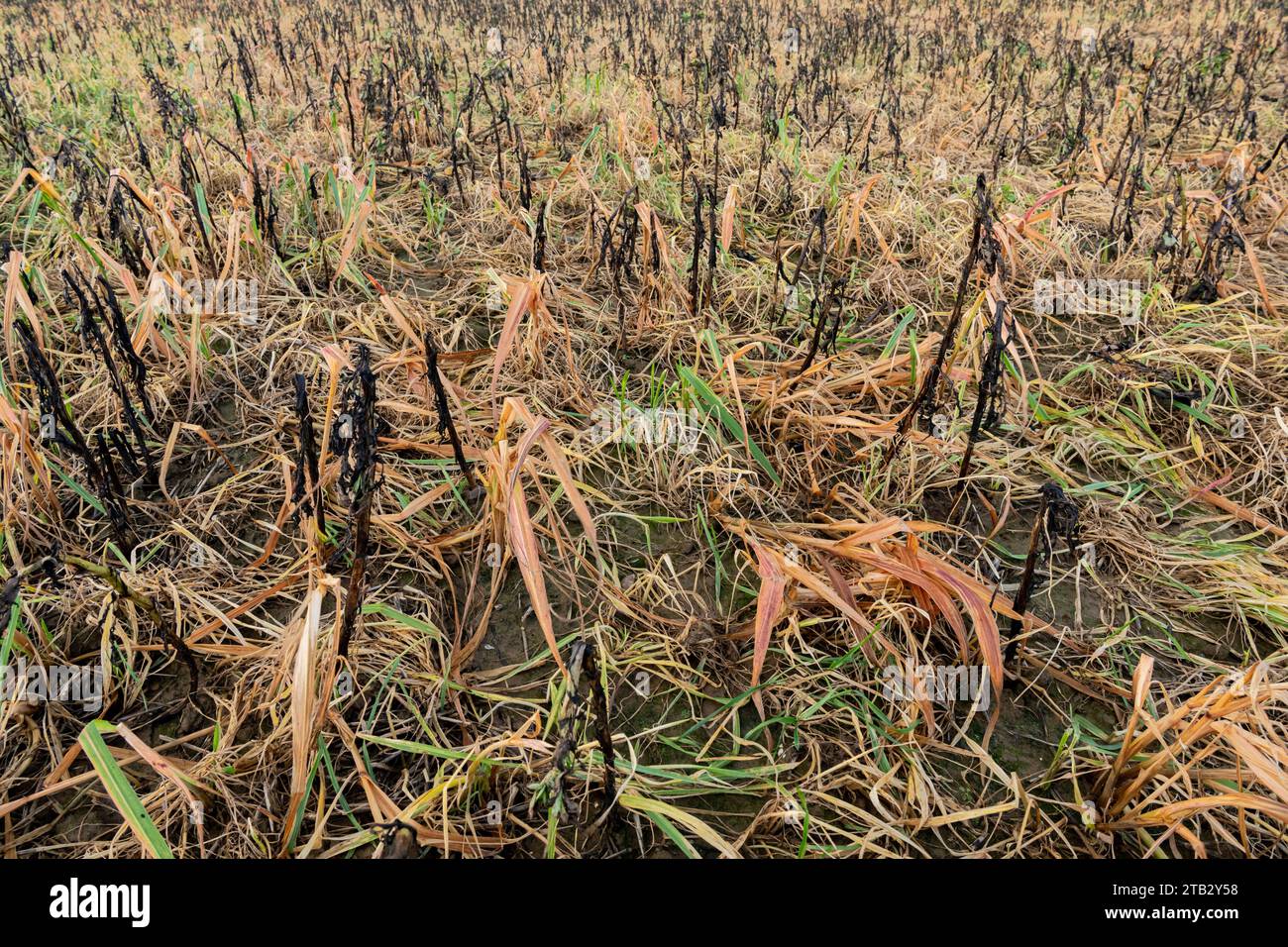 Feld mit Orangenvegetation nach Applikation von Glyphosat-Unkrautvernichter. Winterglyphosatjäten eines Feldes mit CIPAN, Zwischennitratfalle cr Stockfoto