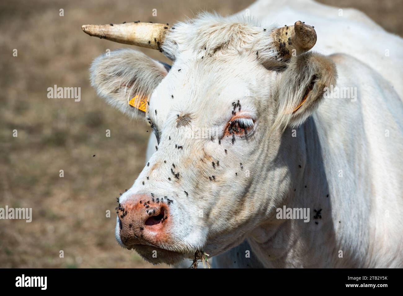 Kuh auf dem Feld im Sommer: Charolais-Kuhkopf und Auge mit Fliegen befallen. Fliegen können Krankheiten wie infektiöse Keratokonjunktivitis (IBK Stockfoto