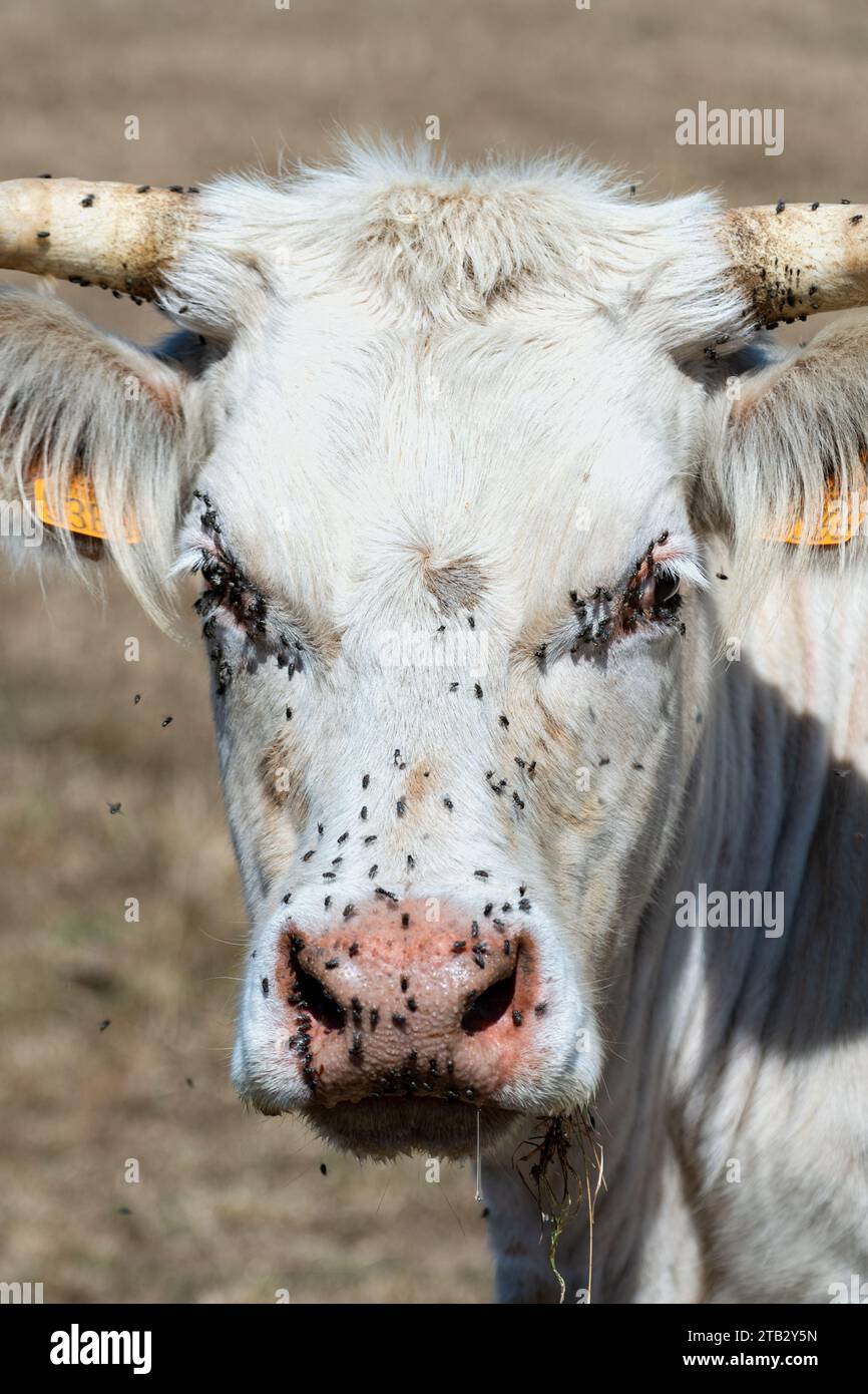 Kuh auf dem Feld im Sommer: Charolais-Kuhkopf und Auge mit Fliegen befallen. Fliegen können Krankheiten wie infektiöse Keratokonjunktivitis (IBK Stockfoto