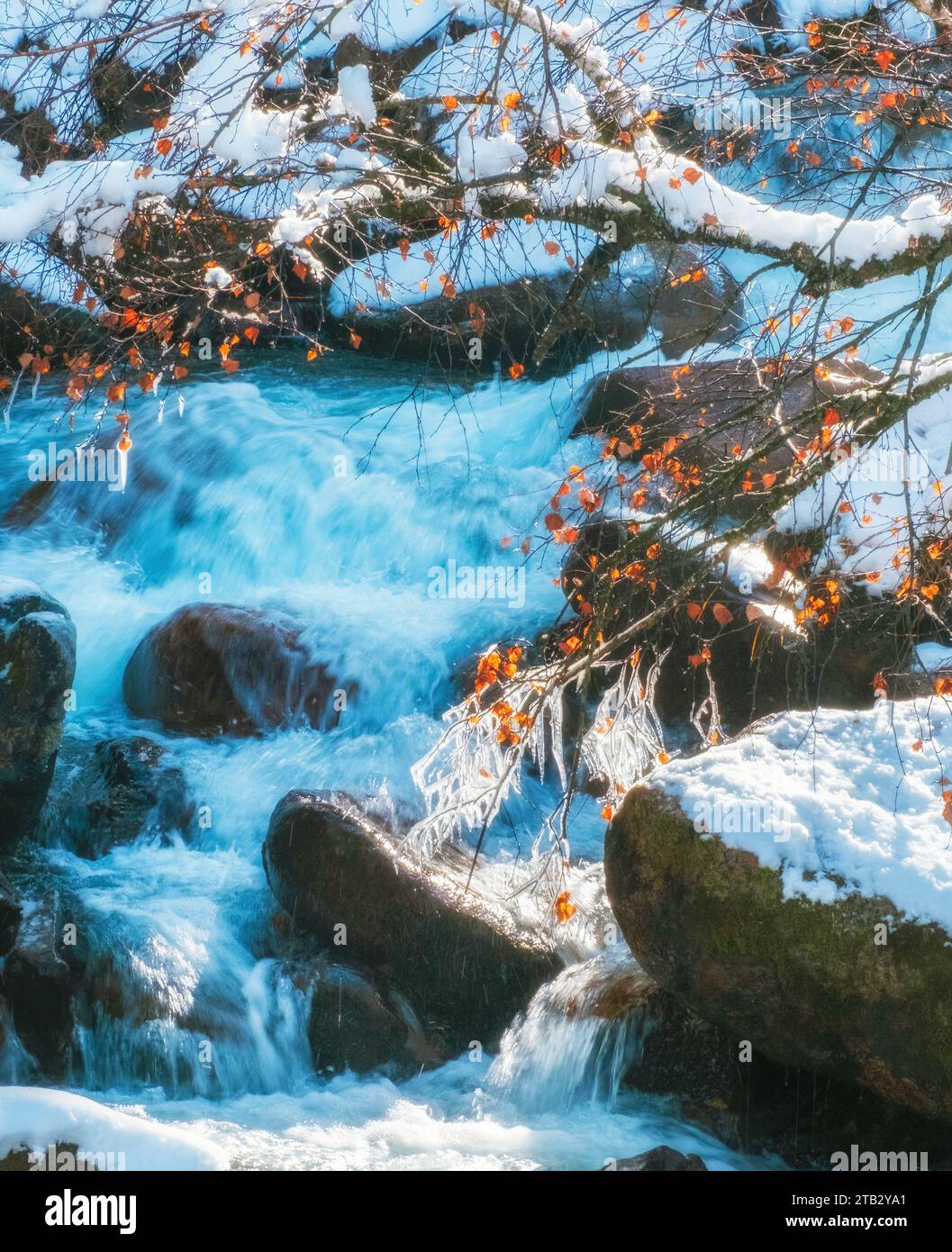 Ein schneller, nicht gefrierender Bergfluss mit schneebedeckten Bäumen entlang der Ufer an einem frostigen sonnigen Tag. Wunderschöne Winterberglandschaft. Stockfoto