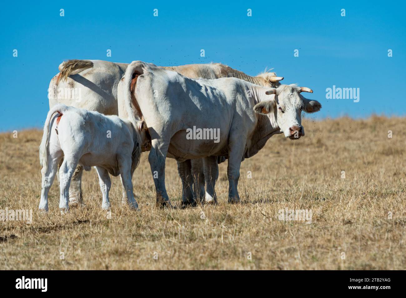 Rinder, Charolaise Kühe auf einer Wiese während der Hitzewelle, die durch Dürre vergilbt wurde, und Kühe, die für Fleisch aufgezogen wurden. Stockfoto
