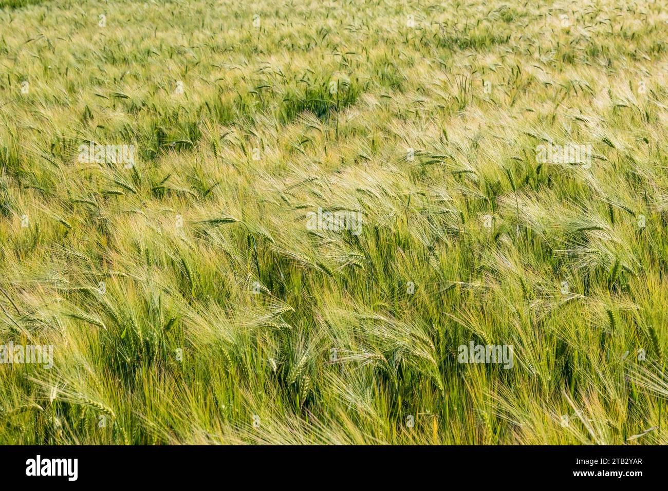 Feld der Reifen Winter bere. Ohren Stockfoto