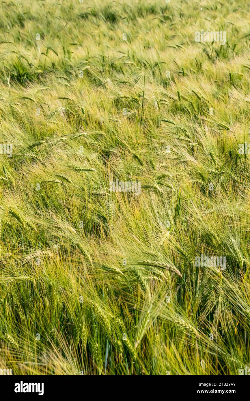 Feld der Reifen Winter bere. Ohren Stockfoto