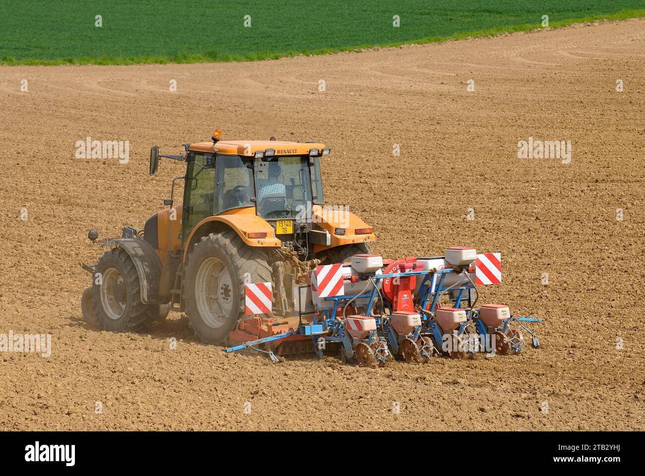 Landwirtschaftliche Nutzpflanzen: Maissaat Stockfoto