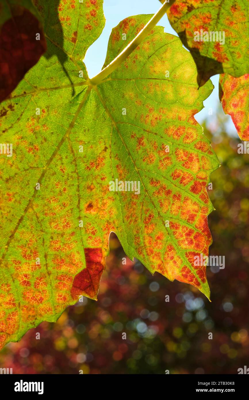 Nahaufnahme mehrfarbiger hinterleuchteter Traubenblätter in Grün, Rot und Orange. Natürlicher Herbst-Hintergrund. Herbstblätter mit sichtbaren Adern an einer Rebe Stockfoto