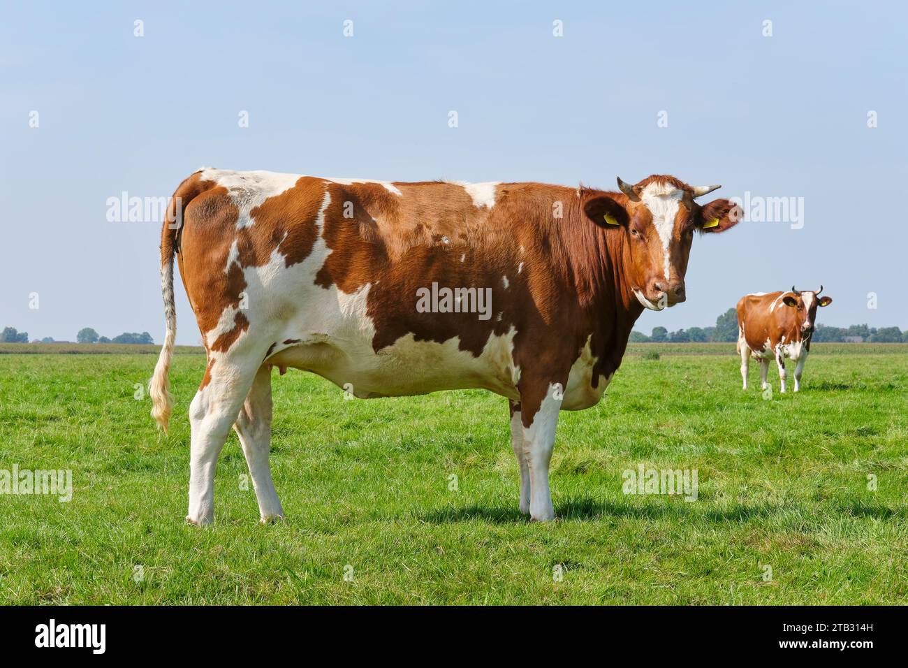 Friesische rote und weiße Kühe mit Hörnern auf einer sonnigen Wiese in Friesland, Niederlande im Sommer. Stockfoto