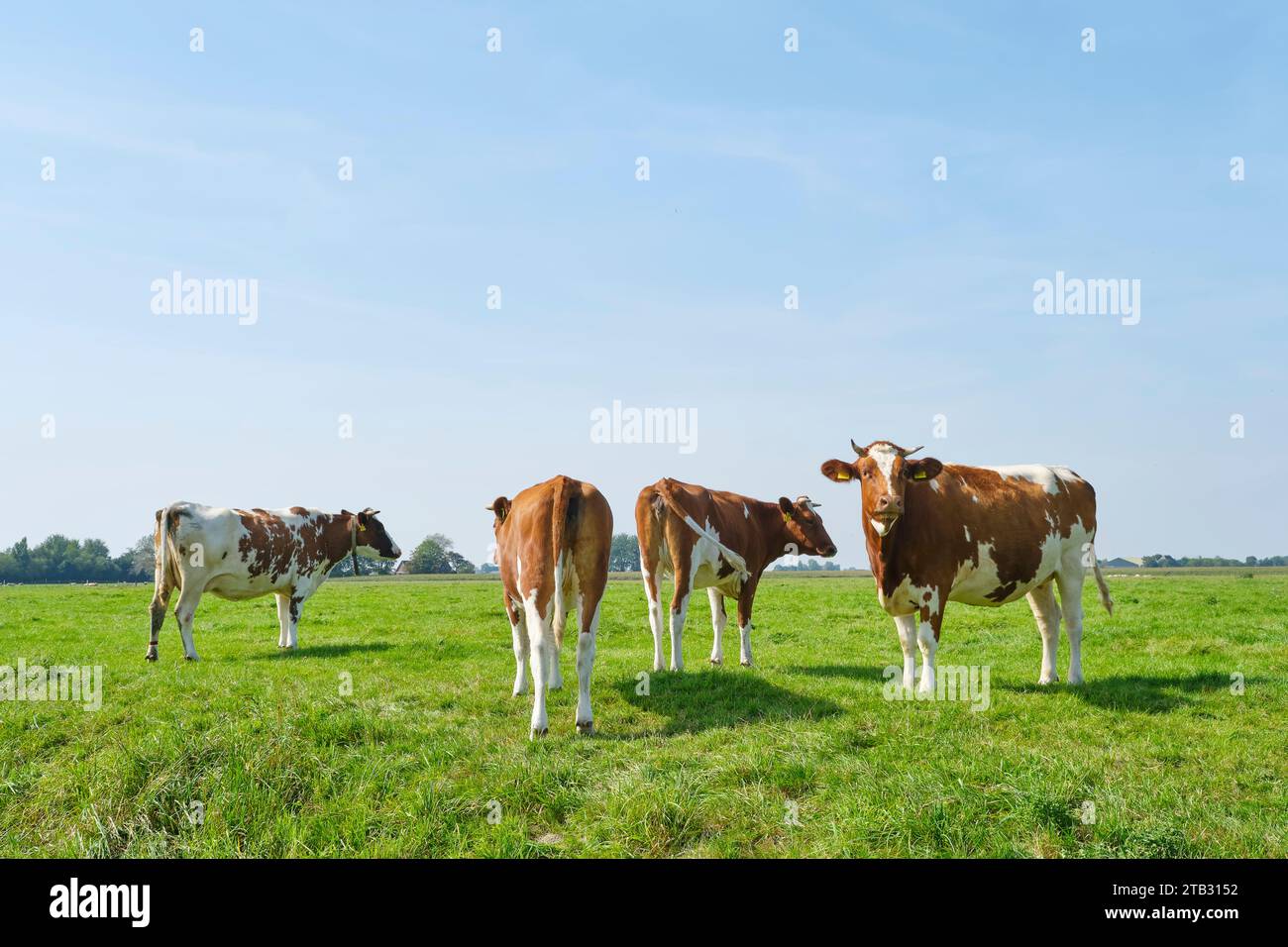 Friesische rote und weiße Kühe mit Hörnern auf einer sonnigen Wiese in Friesland, Niederlande im Sommer. Stockfoto