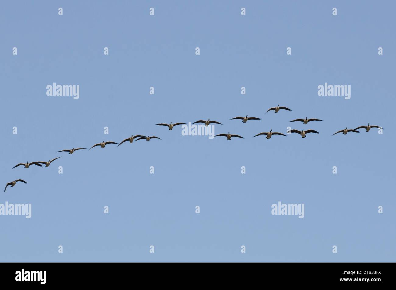 Kanadagänse, Branta canadensis, im Flug Stockfoto