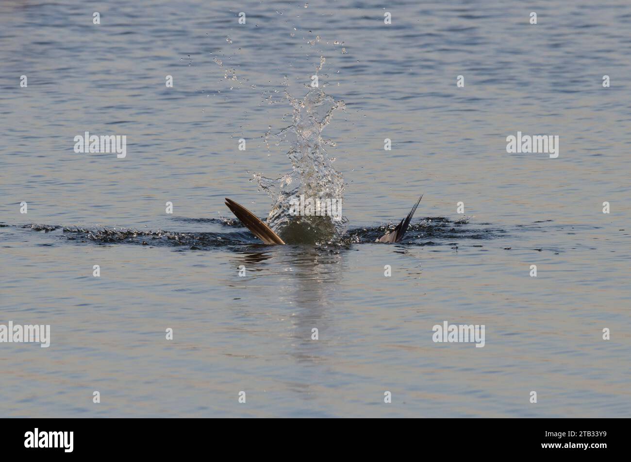 Ringschnabelmöwe, Larus delawarensis, stürzt nach Beute Stockfoto