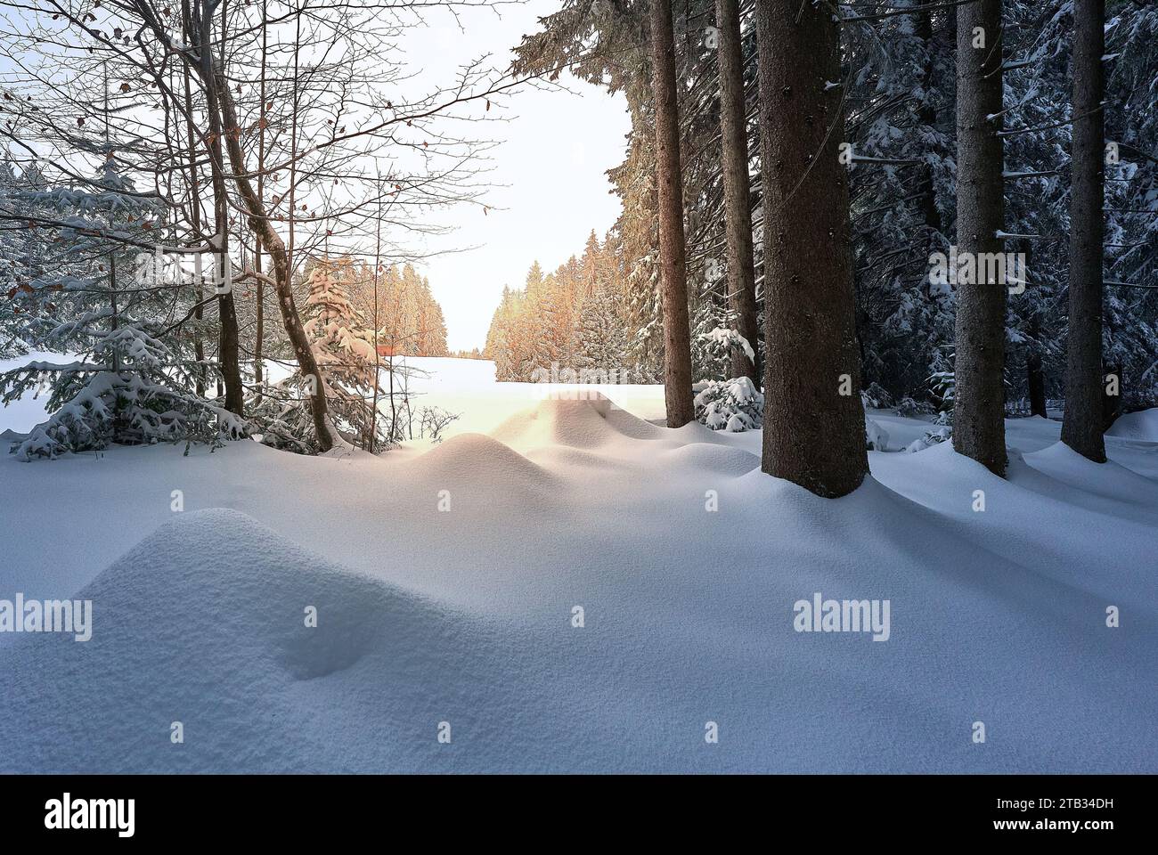 Winterlandschaft mit frisch gefallenem Pulverschnee im Bregenzer Wald in Vorarlberg, Österreich Stockfoto