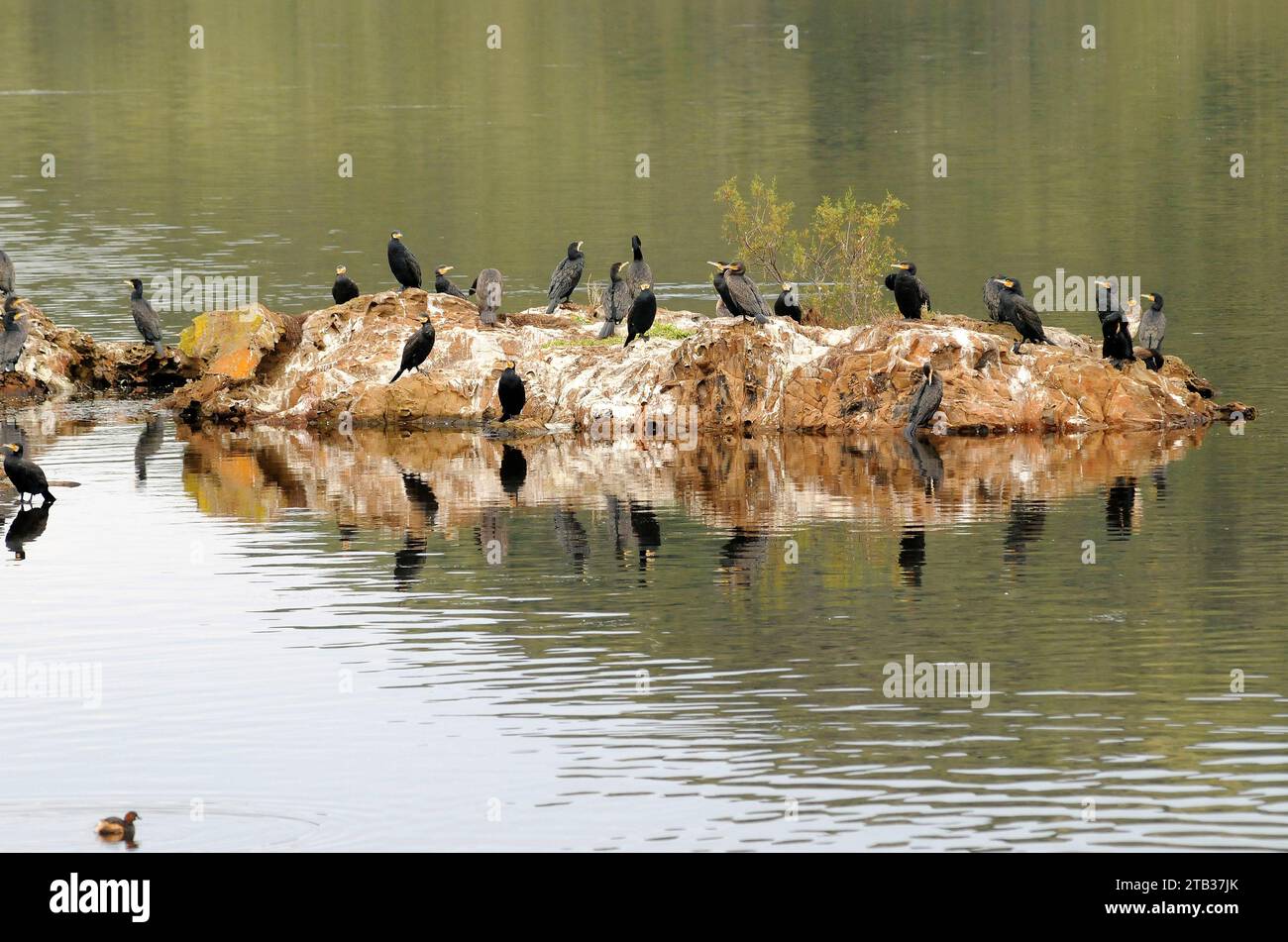 Naturpark Albufera des Grau. Menorca Biosphärenreservat, Balearen, Spanien. Stockfoto