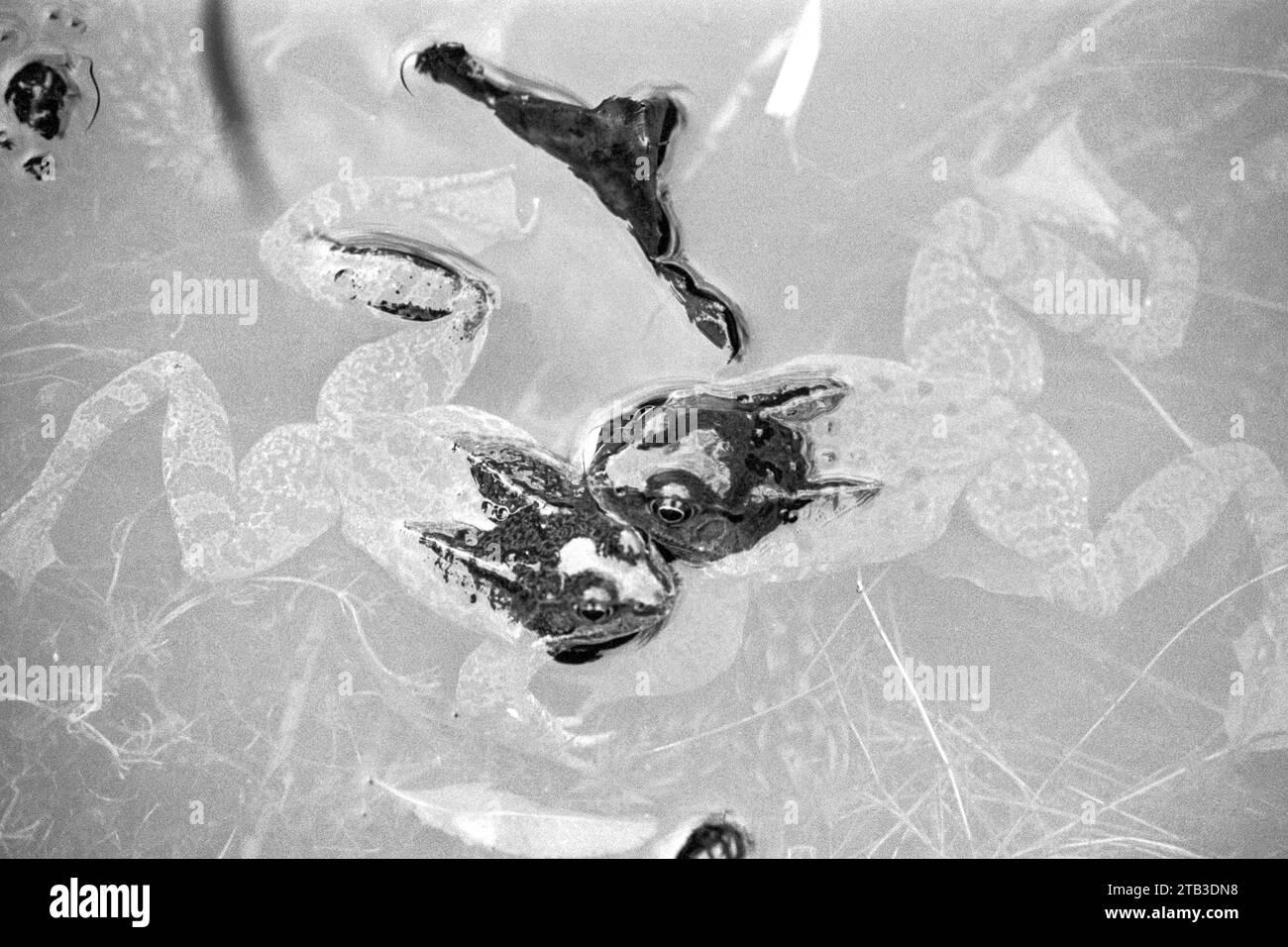 Steyning 1995: Frösche und Froschspawn in einem Teich Stockfoto