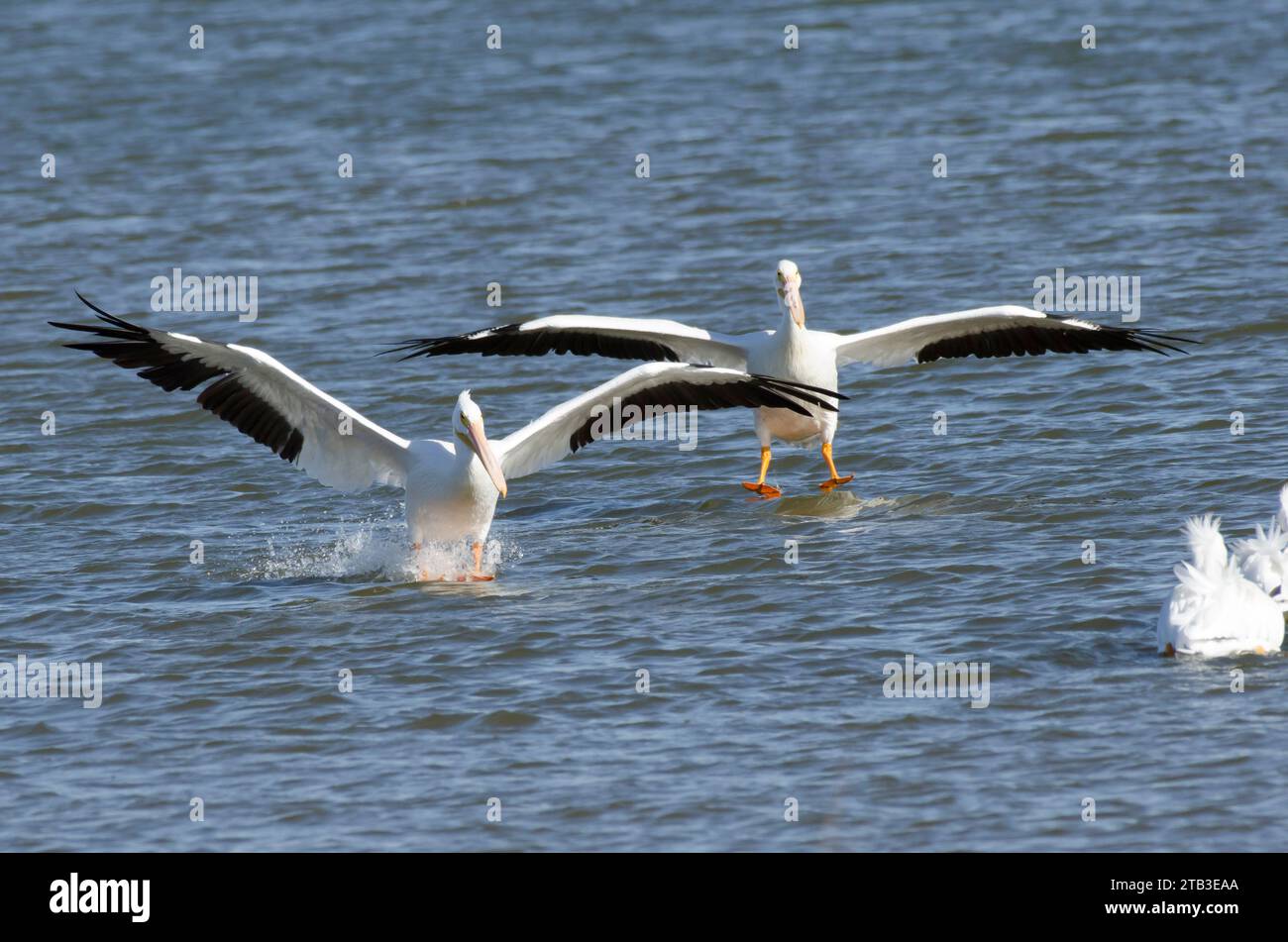 Amerikanische weiße Pelikane, Pelecanus erythrorhynchos, landen auf dem Wasser Stockfoto