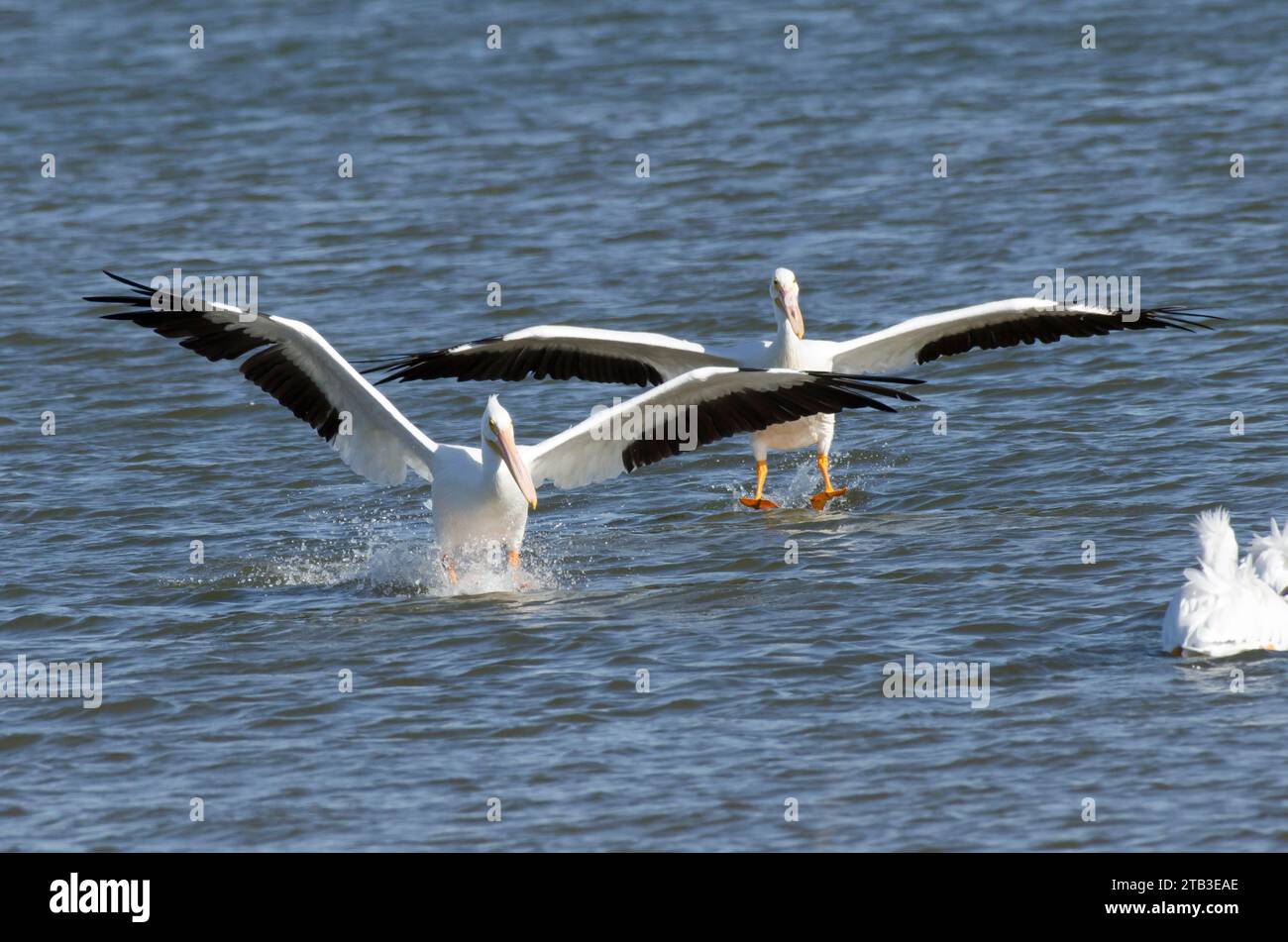 Amerikanische weiße Pelikane, Pelecanus erythrorhynchos, landen auf dem Wasser Stockfoto