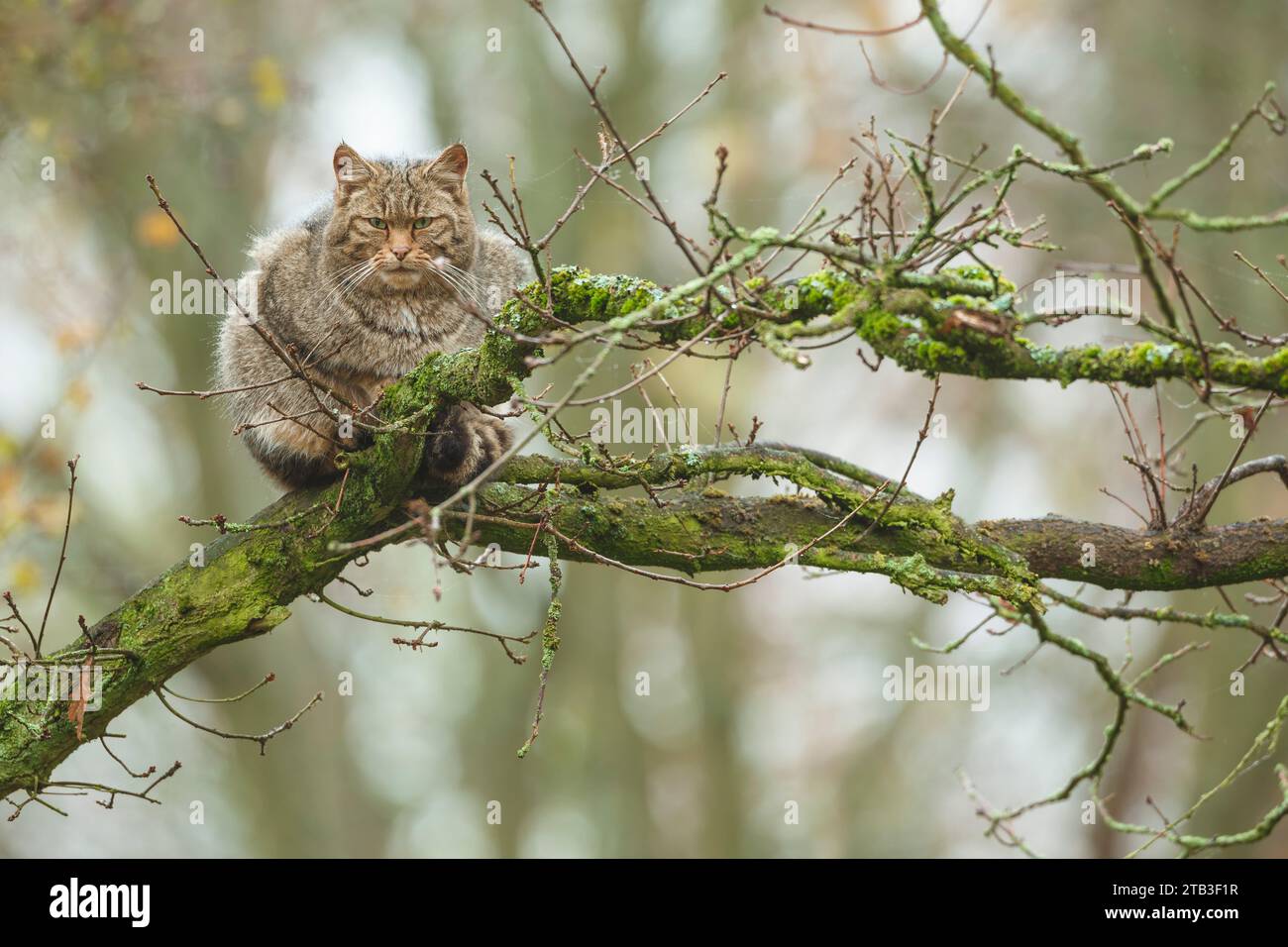 Männliche europäische Wildkatze, Felis silvestris Stockfoto