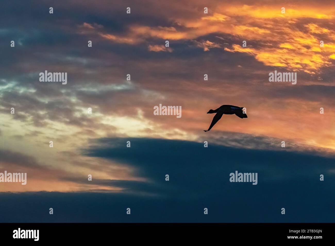 Eine einzelne Brant Goose fliegt im dramatischen Sonnenuntergang Stockfoto