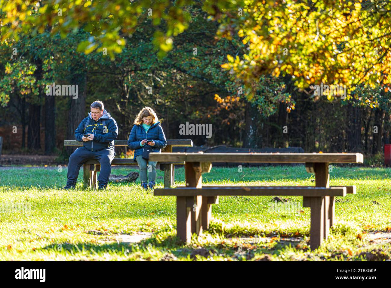 Herbstfarben im Royal Forest of Dean – Ein Paar, das sein Mobiltelefon auf dem Land in Cannop Ponds, Gloucestershire, Großbritannien, nutzen möchte Stockfoto