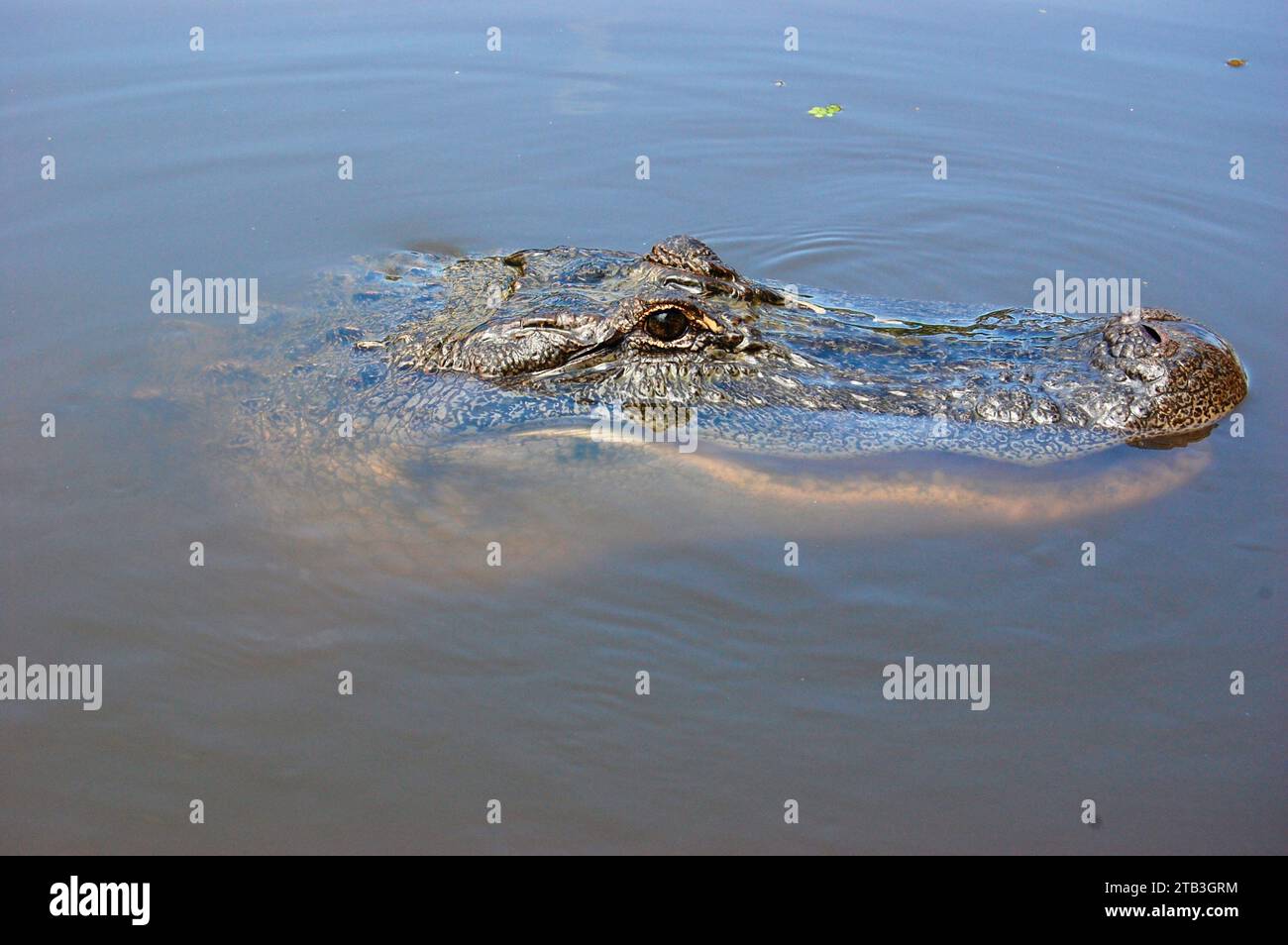 Alligatoren im Honey Island Swamp in der Nähe von New Orleans, Louisiana Stockfoto