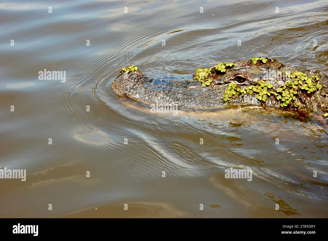 Alligatoren im Honey Island Swamp in der Nähe von New Orleans, Louisiana Stockfoto