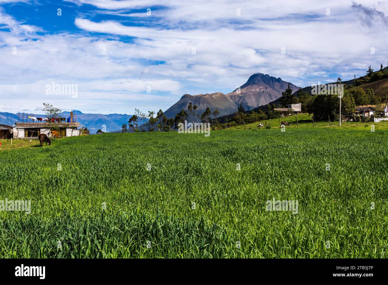 Maisanbau im ersten Monat und der Imbabura-Vulkan dahinter Stockfoto