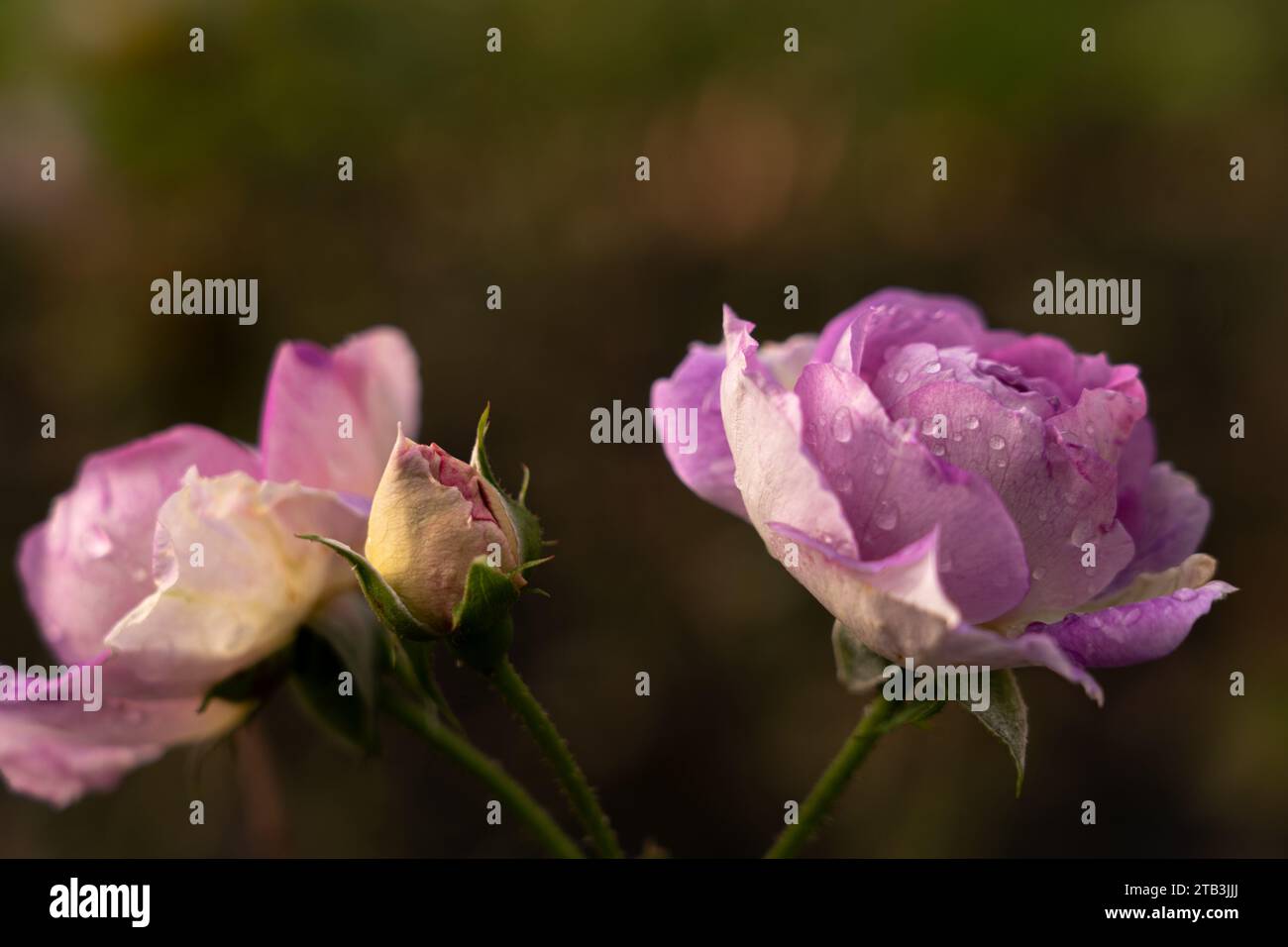 Violette und weiße welkende Rose mit Wassertropfen, grüner Hintergrund Stockfoto
