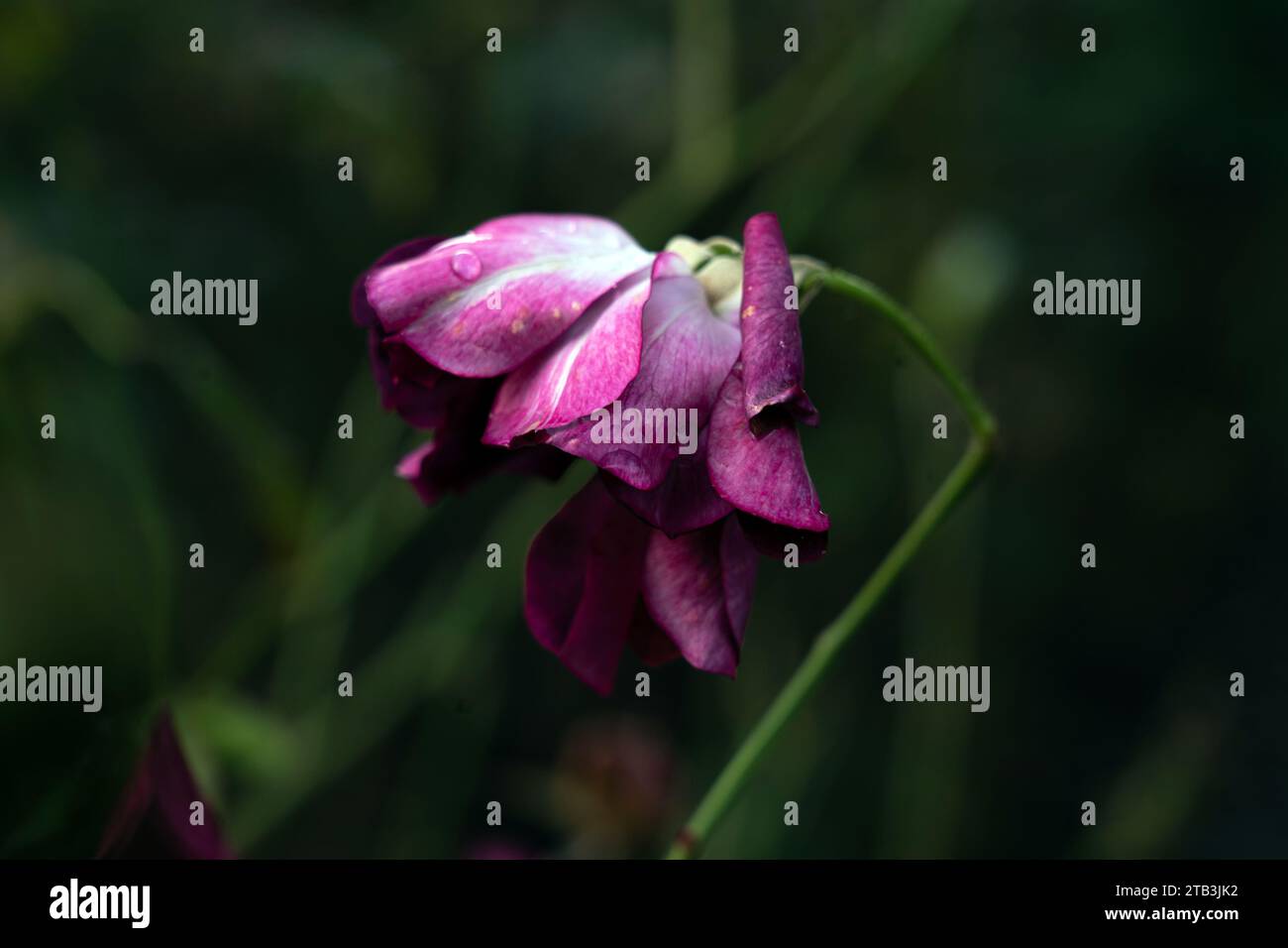 Violette und weiße welkende Rose mit Wassertropfen, grüner Hintergrund Stockfoto