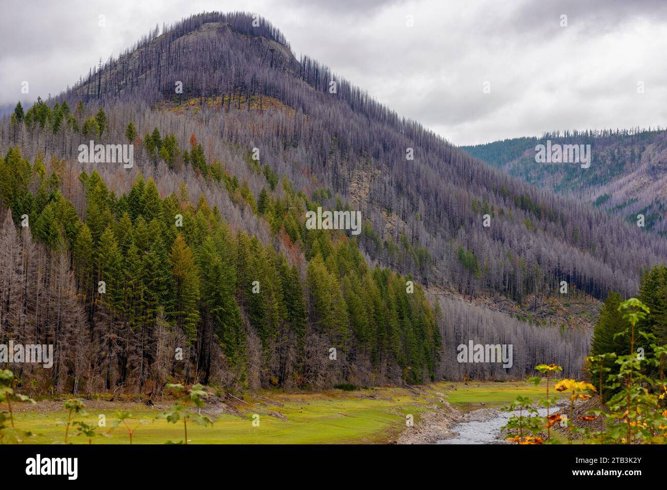 In der Cascade Mountain Range bietet der McKenzie Pass in Oregon malerische Ausblicke und Orte, an denen Waldbrände durch den Wald der Immergrüne wüten. Stockfoto