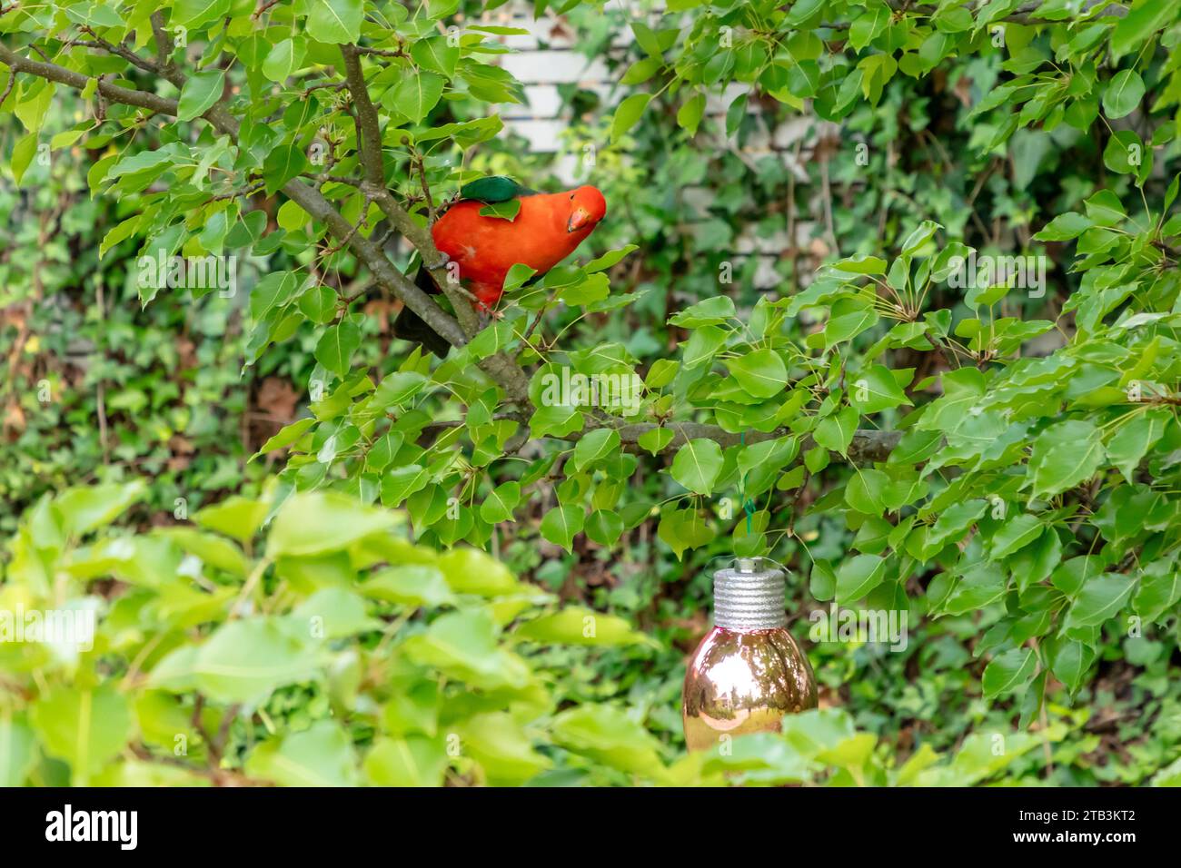 Foto eines roten australischen männlichen King Paprot, der in einem grünen Laubbaum in einem Hausgarten in den Blue Mountains in Australien sitzt Stockfoto