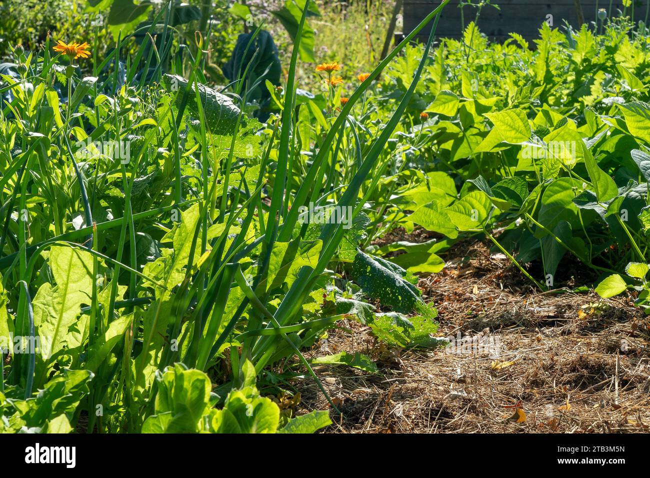 natürlich bewirtschafteter Gemüsegarten Stockfoto