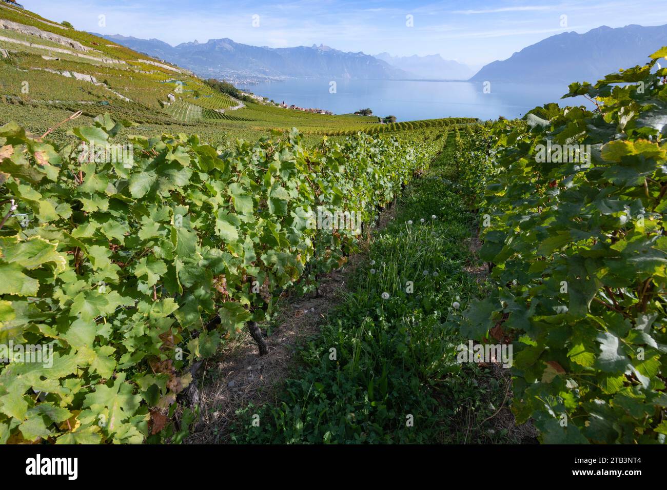 Suisse, Schweiz, Waadt, Schweiz, Waadt, Lavaux, UNESCO, Vignoble, Weinberg, Weinberg, Lac Léman, Genfer See, Genfer See, Panorama Stockfoto