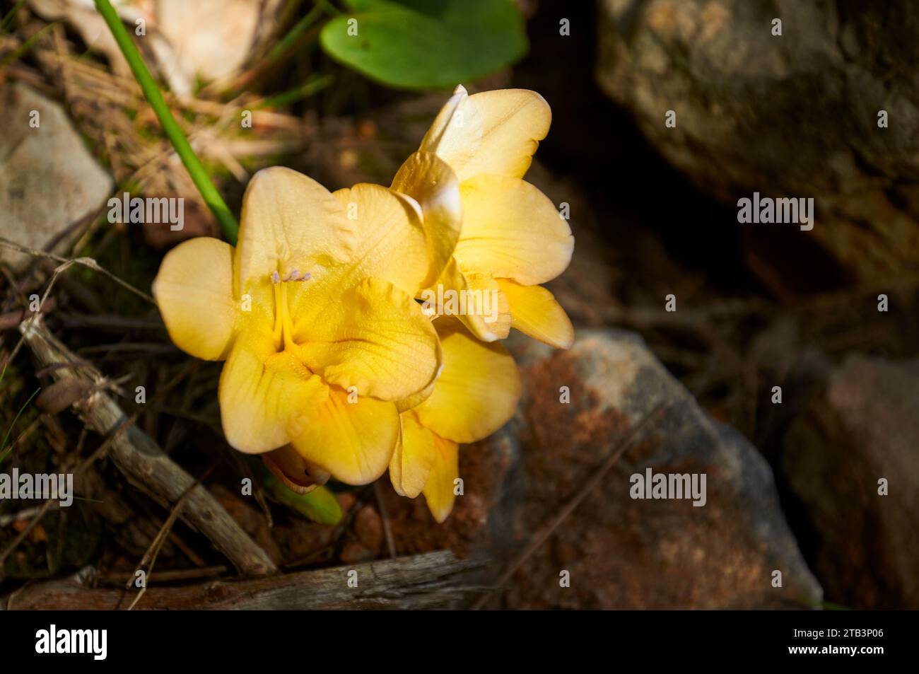 Nahaufnahme der Blütenstände der Freesia refracta (Teulada, Marina Alta, Alicante, Valencianische Gemeinschaft, Spanien) Stockfoto