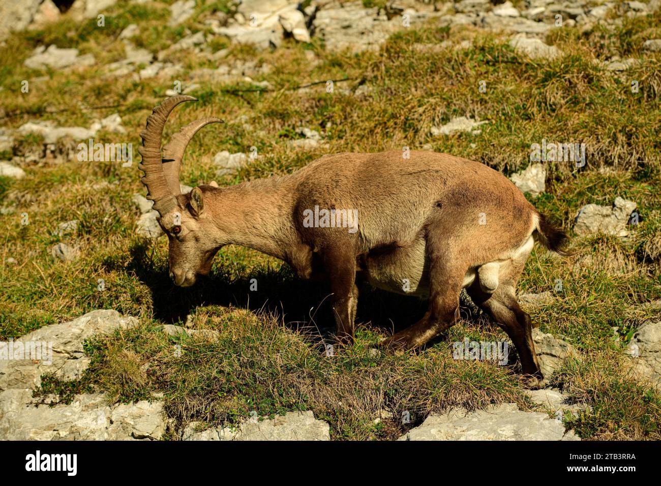 Schweiz, Zentral, Luzern, Pilatus, Capra Steinbock Stockfoto