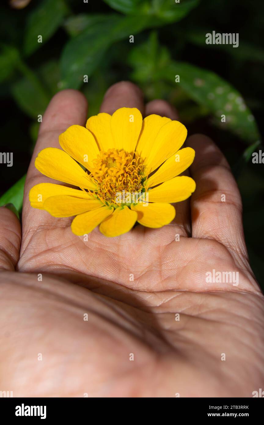 Nahaufnahme von gelben Zinnienblüten Stockfoto