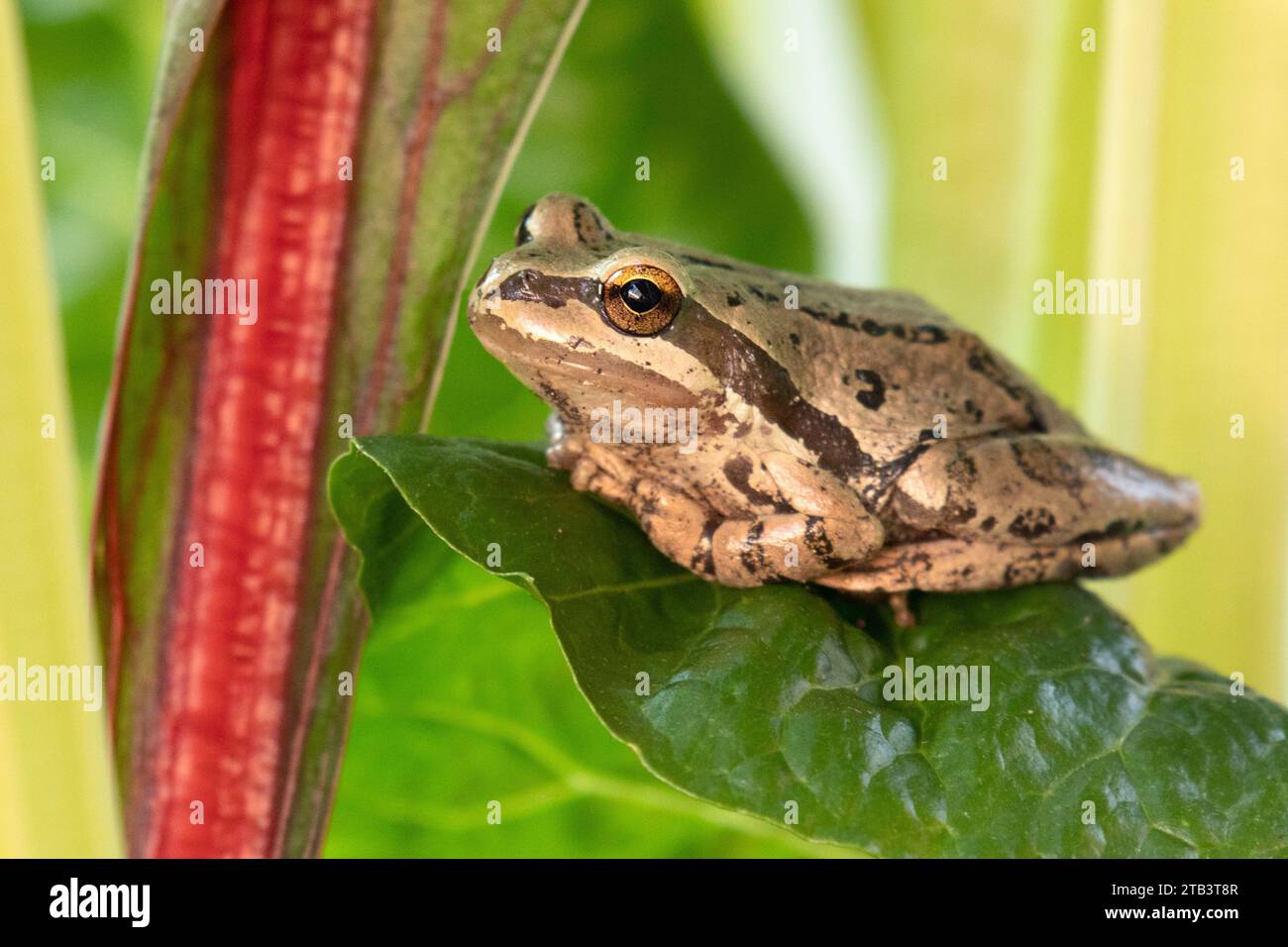 USA, Oregon, Bend, Rancho las Hierbas, USA, Oregon, Bend, Frog, Pacific Tree Frog, Pseudacris regilla Stockfoto