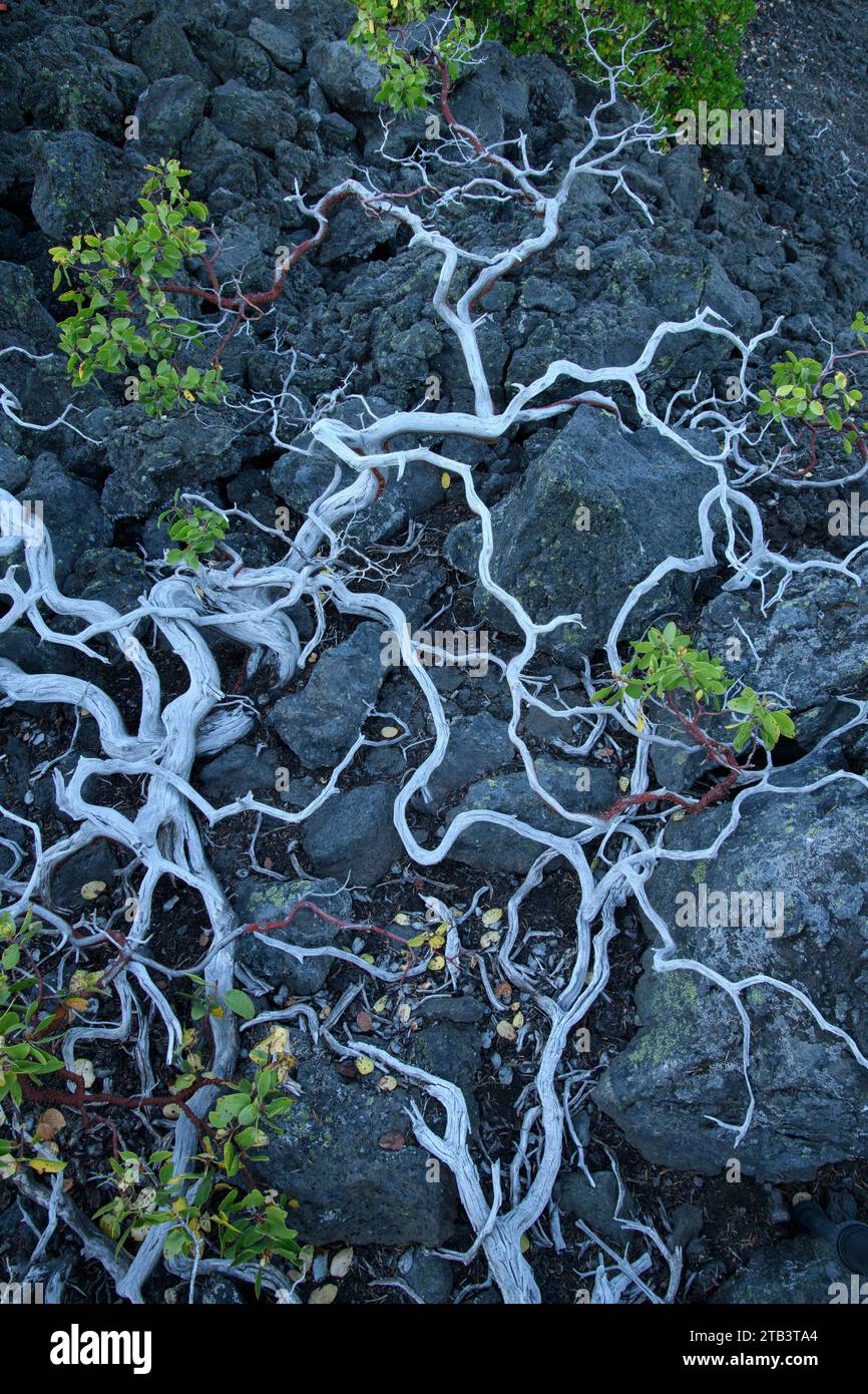 USA, Oregon, Cascade Mountains, Lava Rock und Manzanita Zweige, Greenleaf Manzanita, Arctostaphylos patula Stockfoto