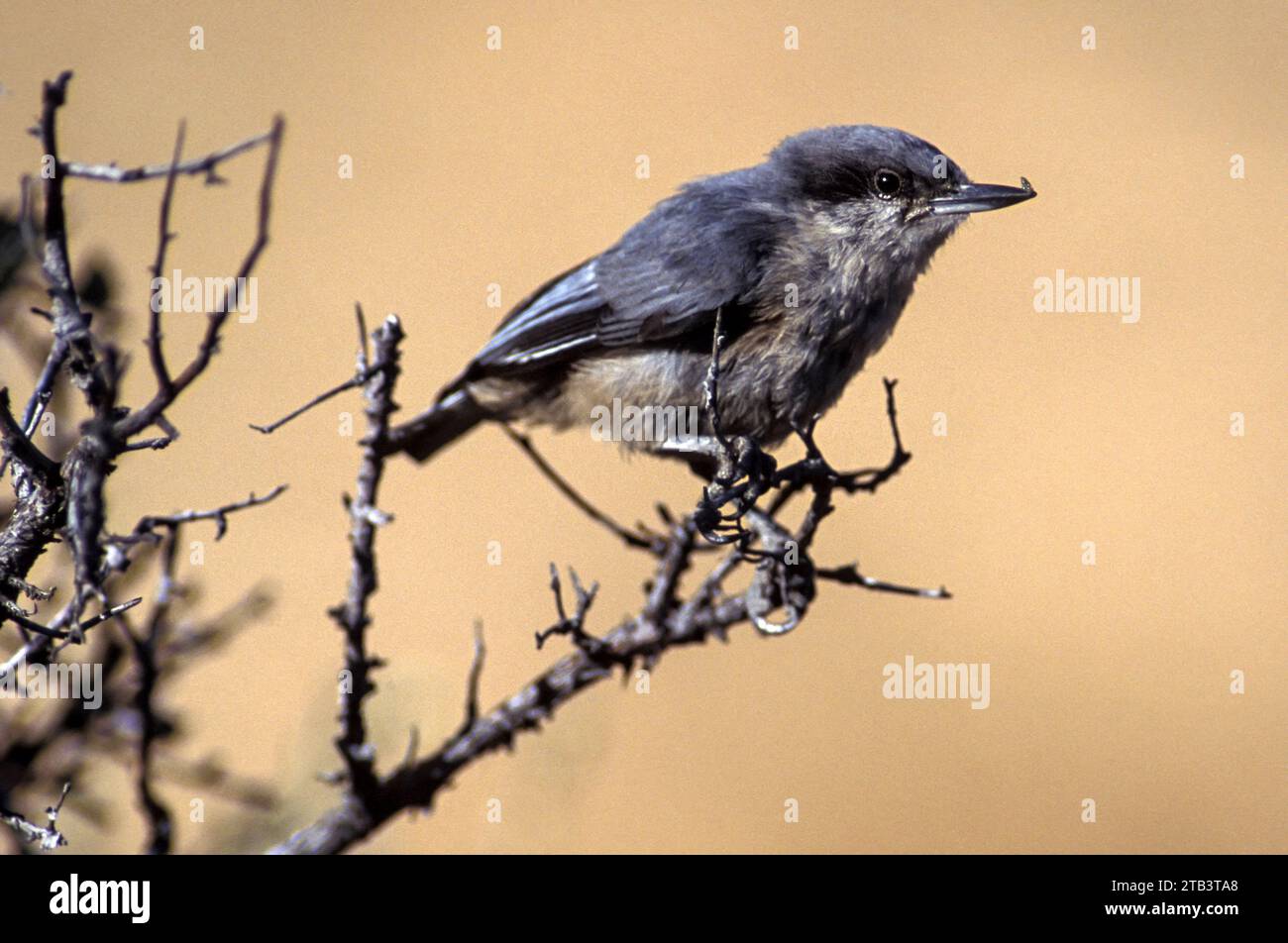 USA, Oregon, Bend, Rancho las Hierbas, Sitta pygmaea, Pygmy Nuthatch Stockfoto