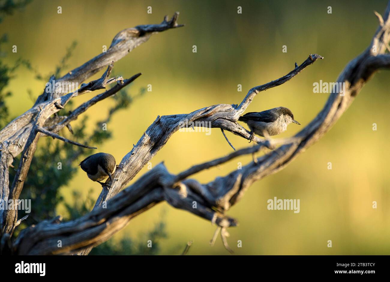USA, Oregon, Bend, Rancho las Hierbas, Sitta pygmaea, Pygmy Nuthatch Stockfoto