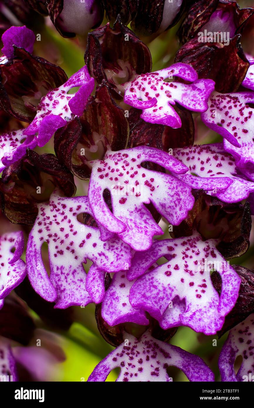 Orchidee (Orchis purpurea), Orchidaceae. Wilde europäische Orchideen. Seltene Pflanze. Italien, Toskana. Stockfoto