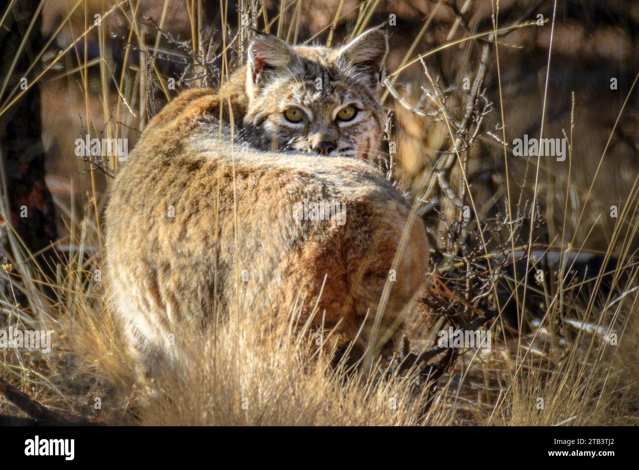 Nordamerika, Amerika, Amerika, Oregon, Bend, Bobcat im Deschutes National Forest Stockfoto