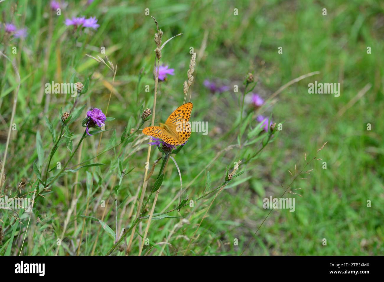 Schmetterling, Kaisermantel (Argynnis Paphia) Stockfoto