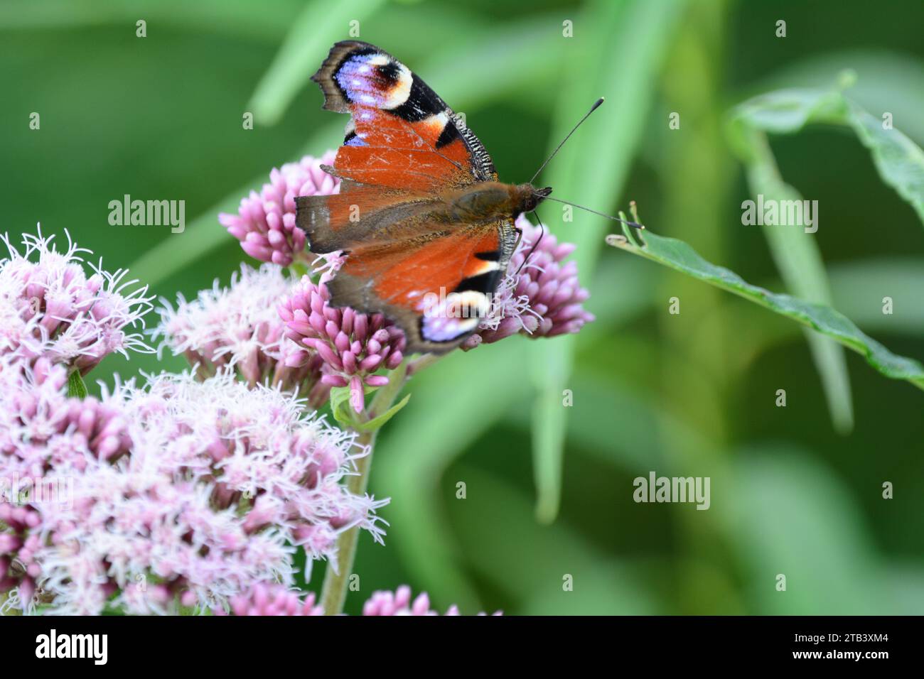 Schmetterling, Tagpfauenauge (Inachis io) Stockfoto