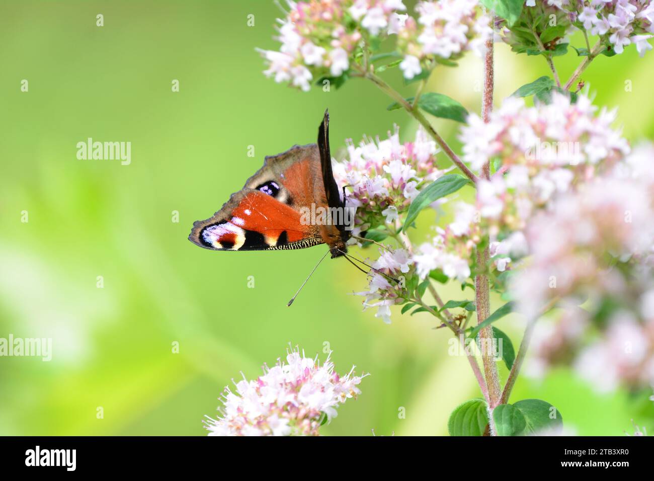 Schmetterling, Tagpfauenauge (Inachis io) Stockfoto
